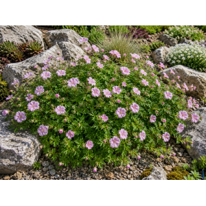 Pakost kantabrijský (Geranium × cantabrigiense) ‘BIOKOVO’ - výška-10 cm, priemer-10-20cm, kont. C2L